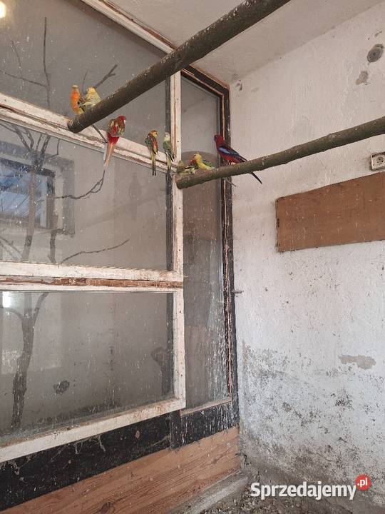 Sprzedam papugi świergotki Ptaki Mechlin