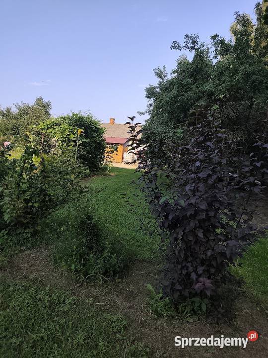 Siedlisko działka 2700m2 dom murowany Kępa