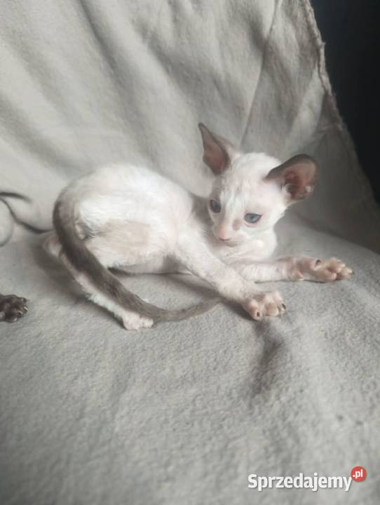 Kot kotka kociaki cornish rex devon rex HodUrok Warszawa