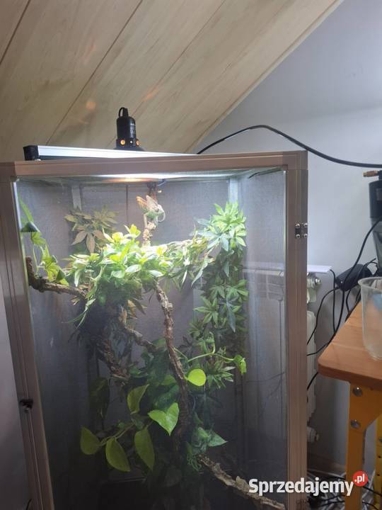 OKAZJA Kameleon z Terrarium zestaw Malanów