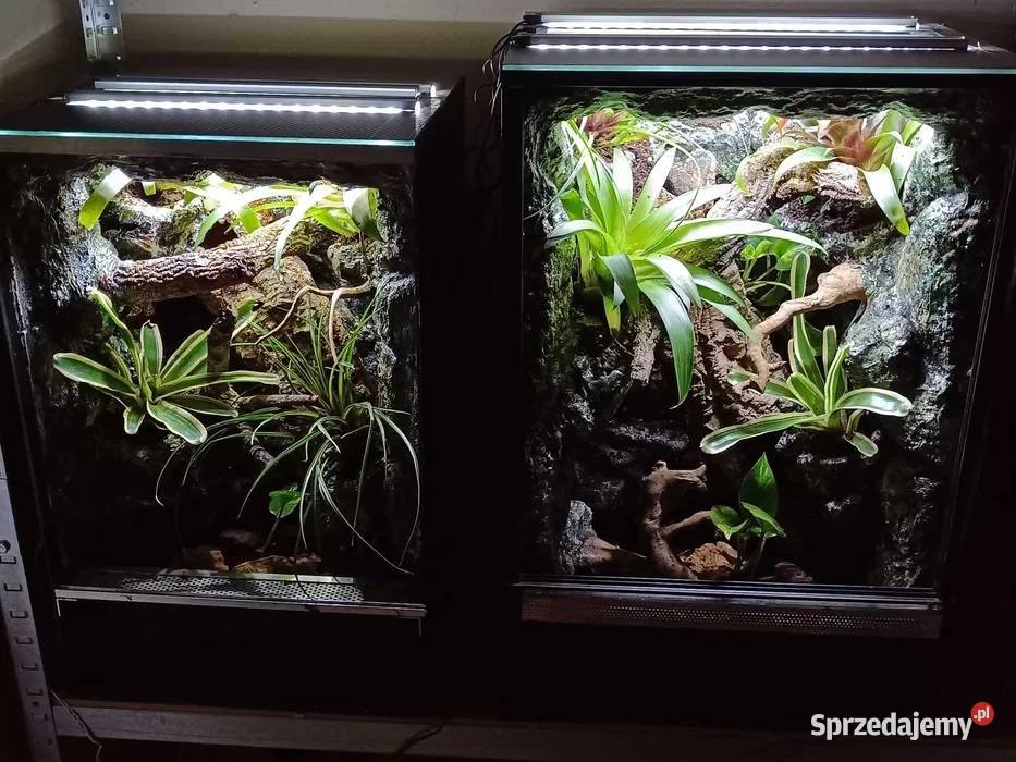 Terrarium tropikalne gekon gekona 40x40x60 Ostrów Wielkopolski