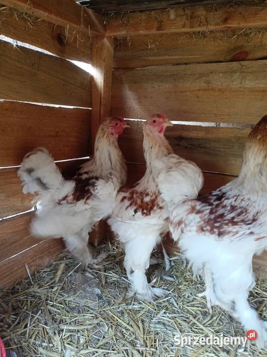 Brahma olbrzymia koguty kujawsko-pomorskie