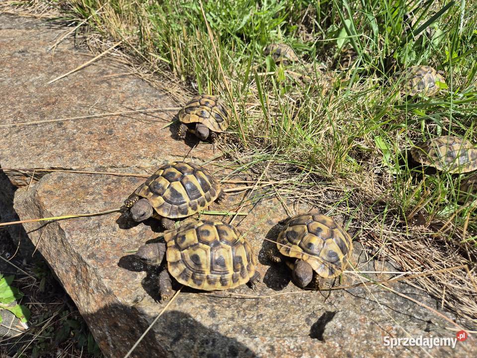 Żółwie greckie na sprzedaż mazowieckie