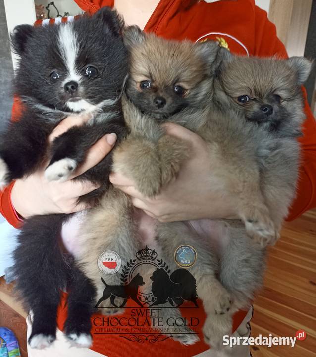 Suczka pomeranian szpic miniaturowy czarna Bełchatów