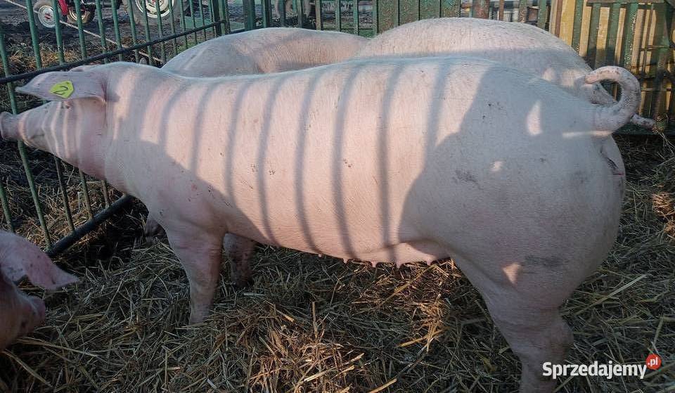 lOSZKI PROŚNE PBZ POLSKA BIAŁA ZWISŁOUCHA Strzałkowo