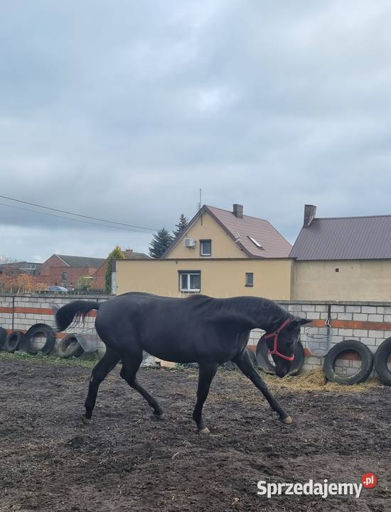 Kary ogier na sprzedaż Konie Rokutów