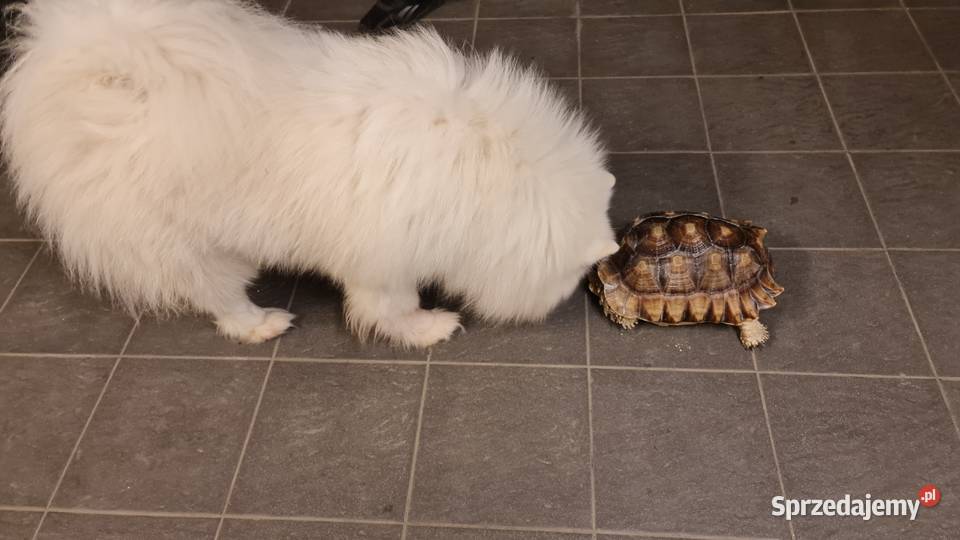 Żółw pustynny Gady i płazy Warszawa sprzedam