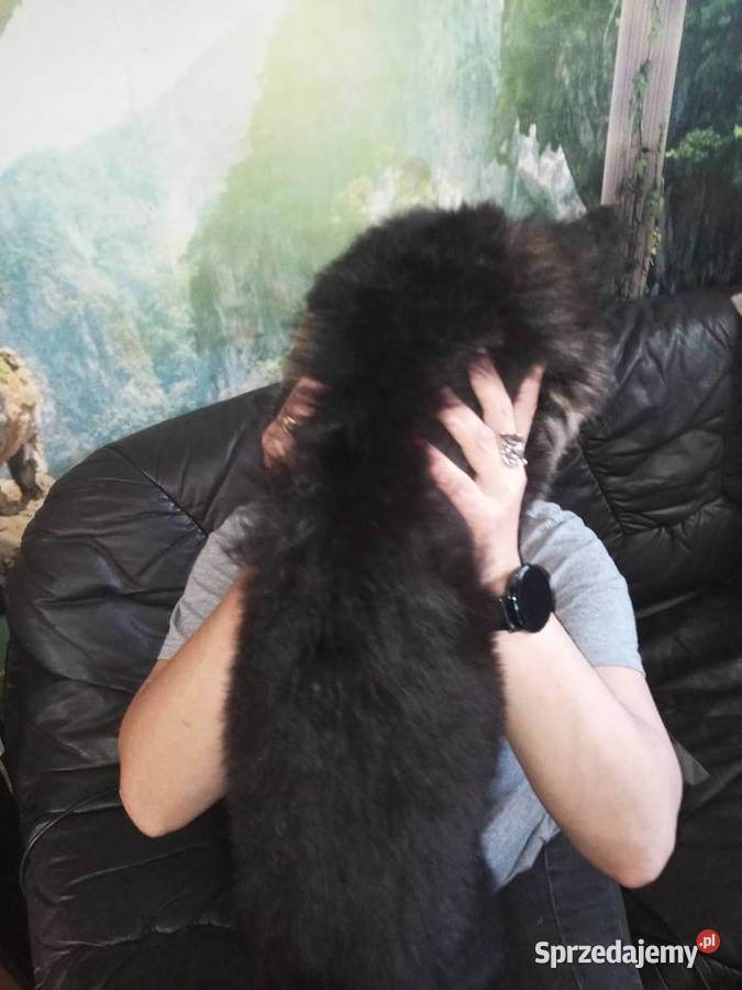 OWCZAREK NIEMIECKI DŁUGOWŁOSYSZCZENIĘTA zachodniopomorskie Szczecin