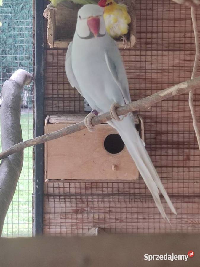 Sprzedam parę aleksandretty obrożnej lacewing i Ptaki Widawa sprzedam