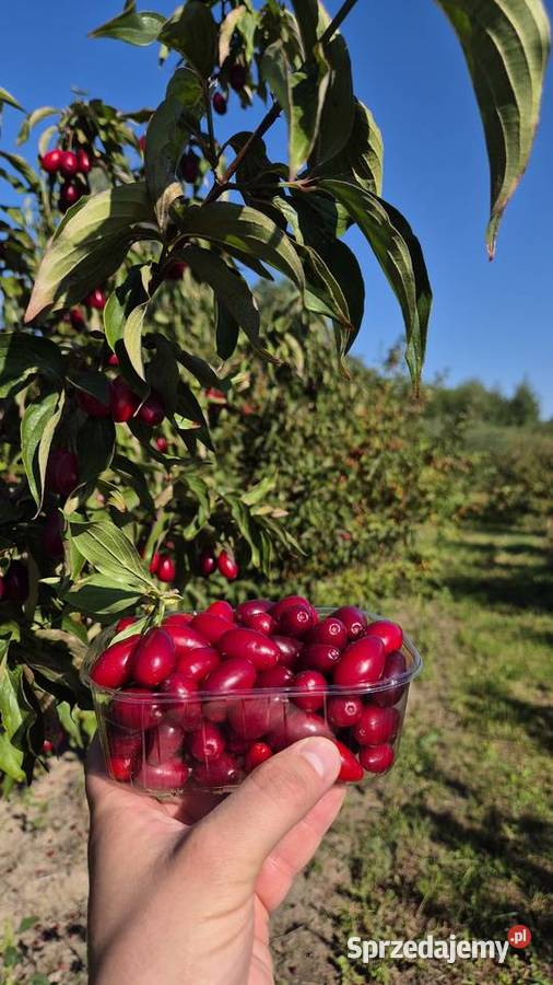Dereń owoce derenia z plantacji w gminie Tarczyn