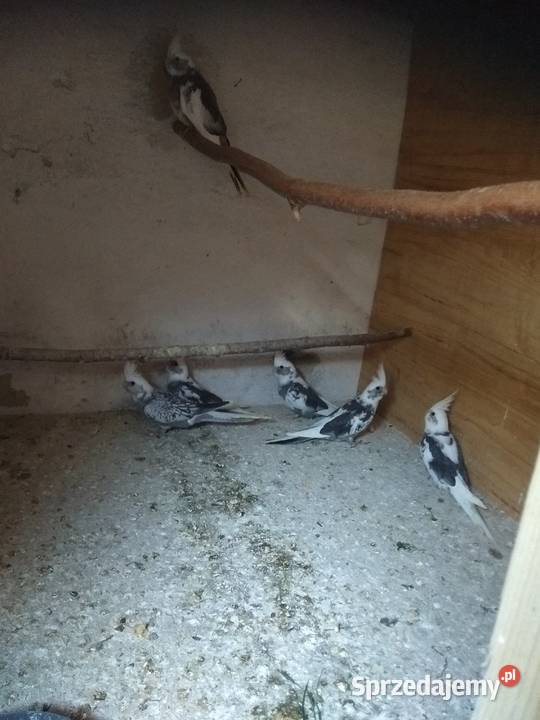 Nimfy białogłowe śląskie