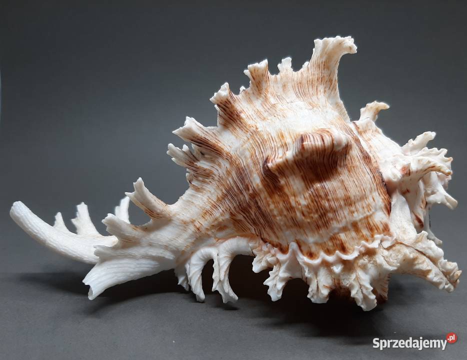 Muszla Rozkolec 2 ciemny lubelskie Lublin