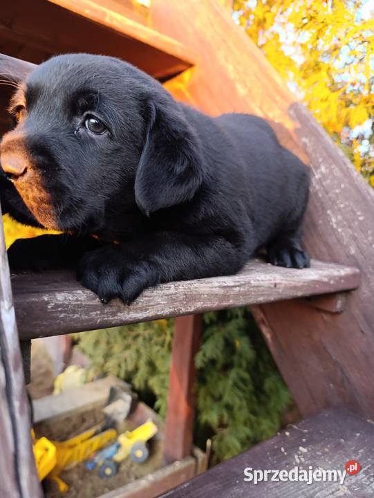 Pieski i suczki Labradora Retriever czarnego Tarnów