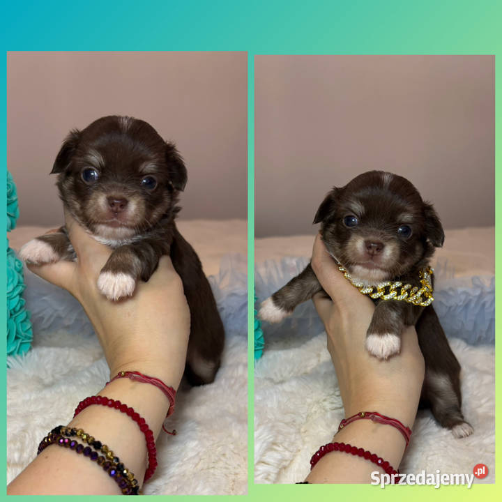 Chihuahua mini piesek czekoladowy długowłosy Bełchatów