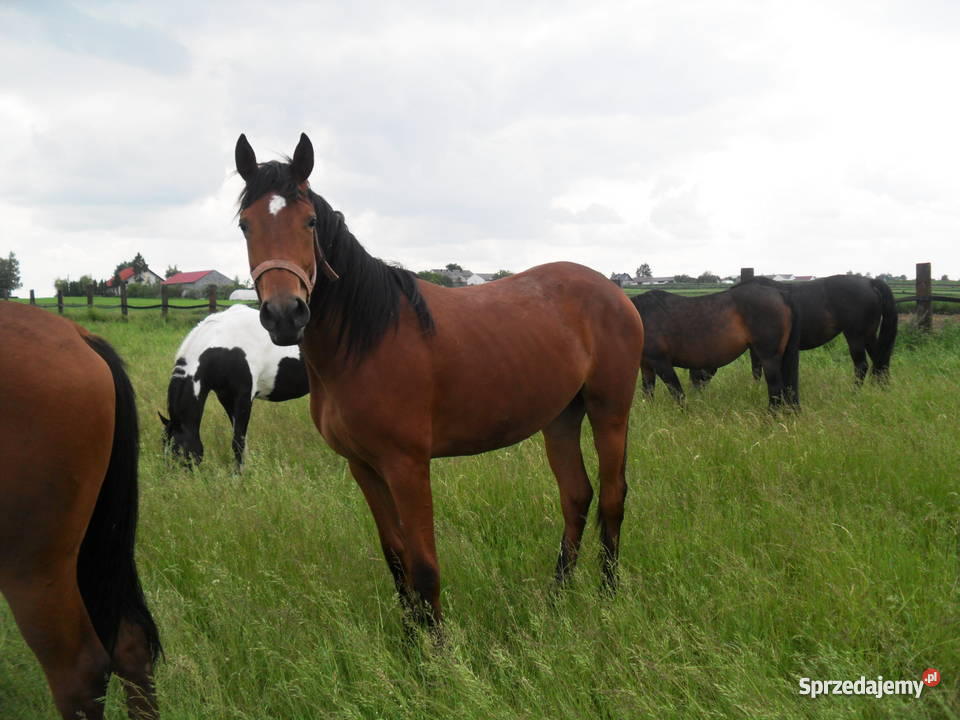 klacz małopolską Miechów-Charsznica