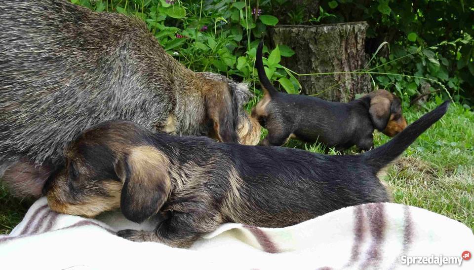 Jamniki szorstkowłose miniaturowe Tychy