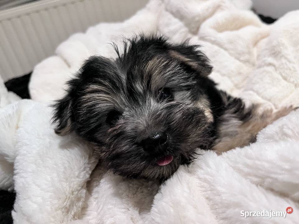 Sprzedam Suczka morki Gdańsk