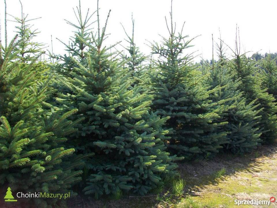 Choinki Świerk Srebrny Kopany 150170 z Plantacji Jedwabno sprzedam