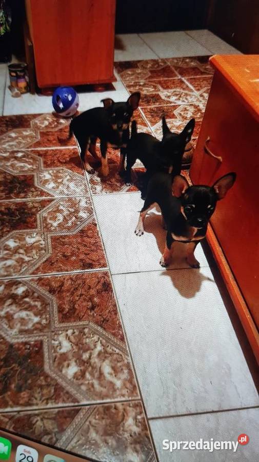 Piesek pinczerek Warszawa sprzedam