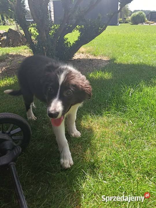 Suczka Border CollieBadania genetyczne rodziców świętokrzyskie Szczaworyż