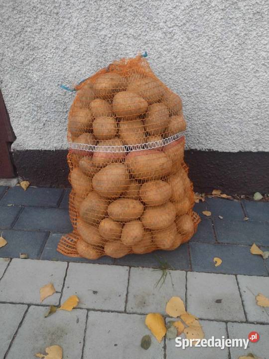 Ziemniaki jadalne Soraya i Jurek