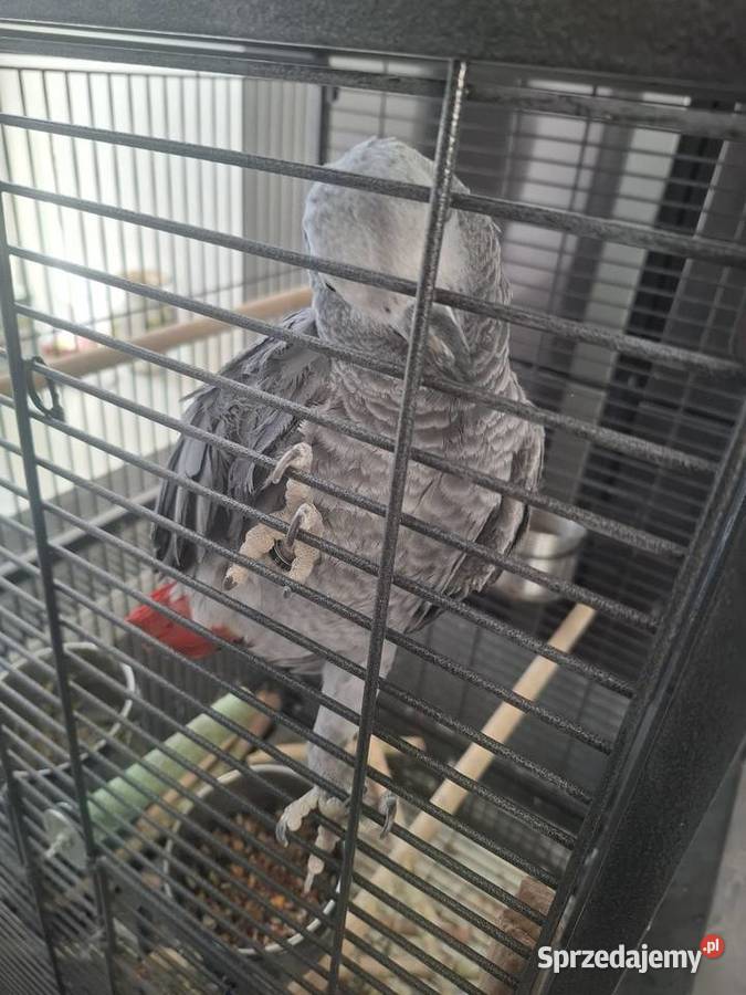 Żako kongijskie samica Zwierzęta dolnośląskie Bolesławiec sprzedam