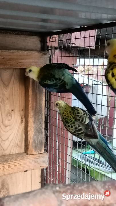 Rozella Bladoglowa Rybnik