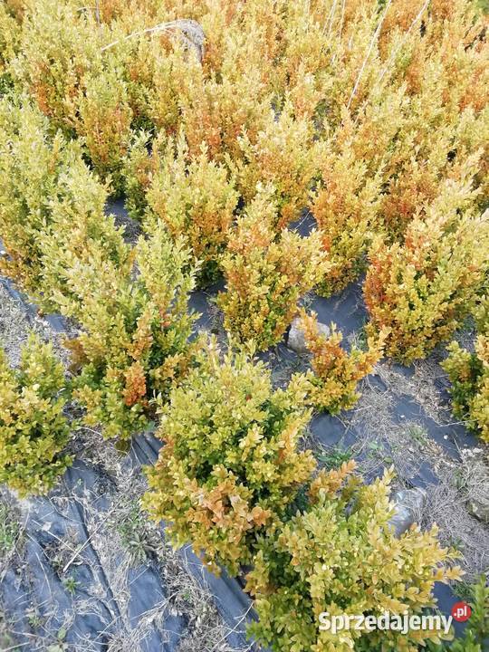 Tuja brabant już 12 Myszków