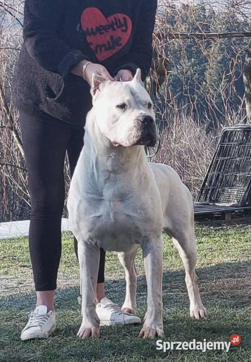 Szczeniaki Dogo Argentino ZKwP FCI mazowieckie Gończyce