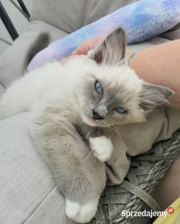Ragdoll blue mitted Szczecin sprzedam