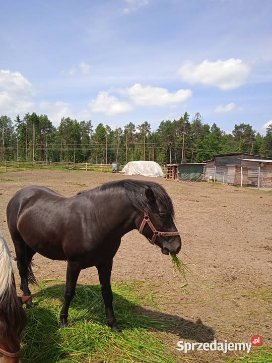 Ogierki huculskie Janów Lubelski