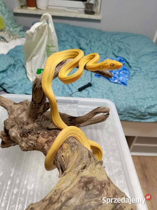 Boa Leśny samica sprzedam