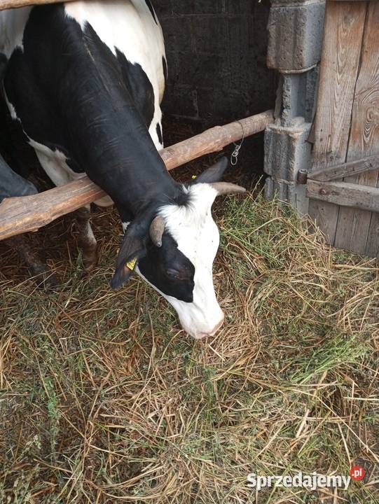 Jałówka białoczarna HF Miłochniewice