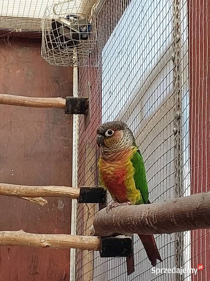 Papuga Rudosterka Nowa Sól