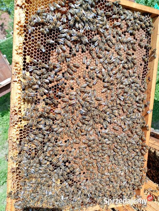 Odkłady pszczele Rodziny pszczele Ramka Dadant Kraków