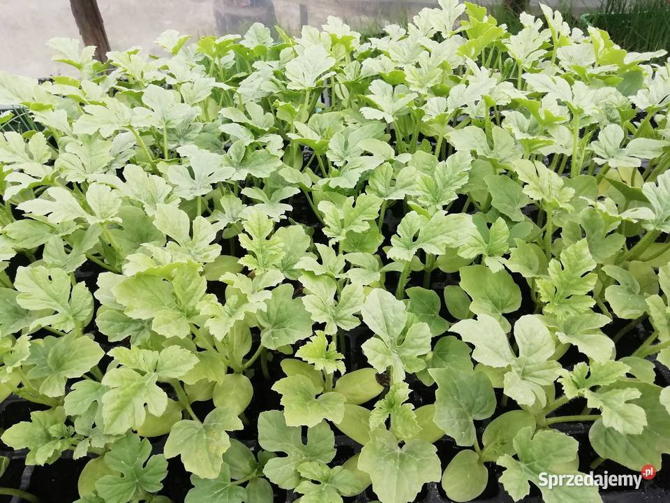 Sadzonka Arbuza świętokrzyskie Sandomierz sprzedam