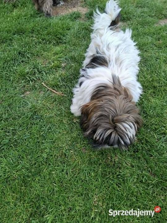 Sprzedam psa Shih tzu Nosów-Kolonie sprzedam