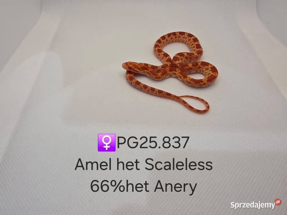 Wąż zbożowy samce i samice Zawiercie