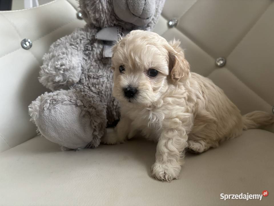 Maltipoo Sunia F1 śląskie Częstochowa