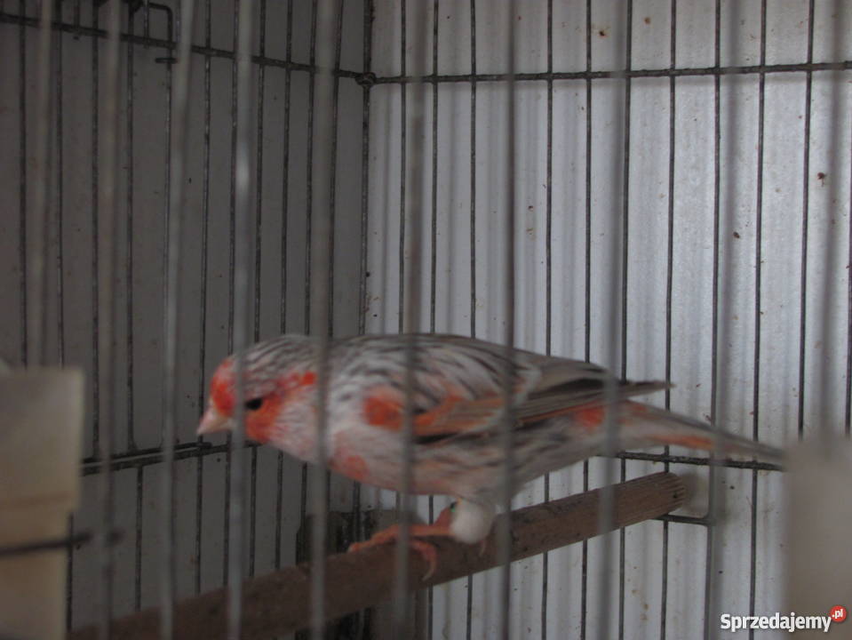 kanarki agatowe czerwona mozaika Dąbrowa Górnicza