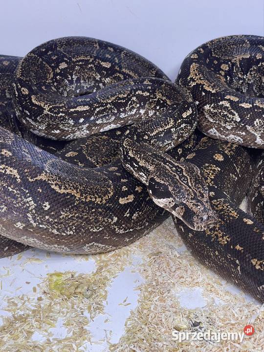 Boa argentyński Siemianowice Śląskie