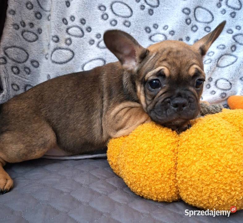 Sprzedam buldożki francuskieduczka Olsztyn