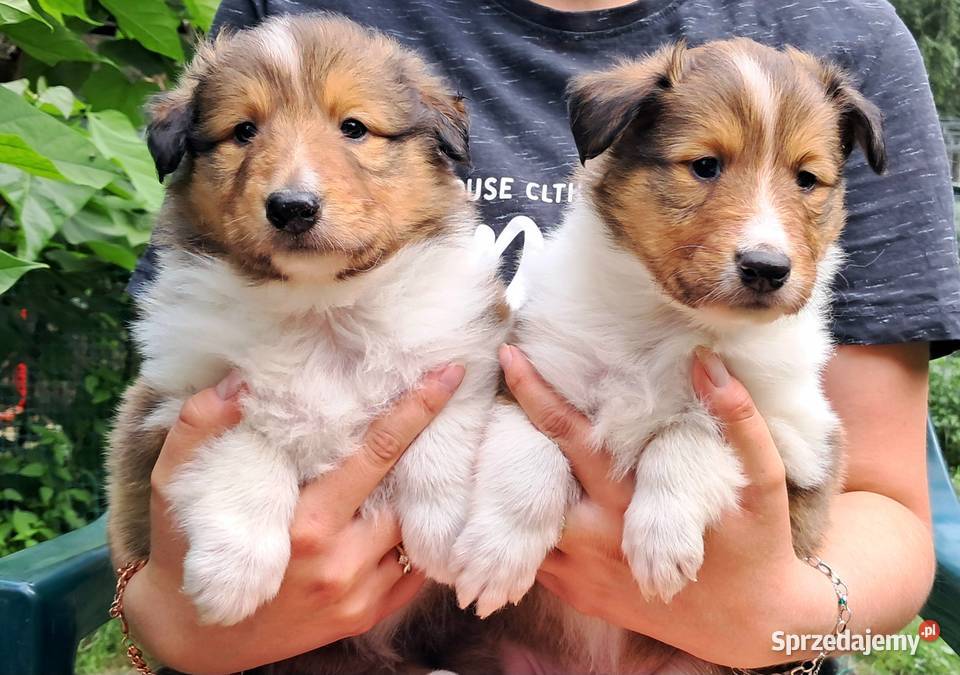 Owczarek szkocki Collie długowłosy szczeniaczki Psy