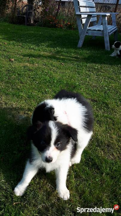 SUCZKI rasy Border Collie Namysłów