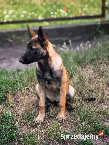 Amber owczarek belgijski malinois Owczarek lubelskie sprzedam