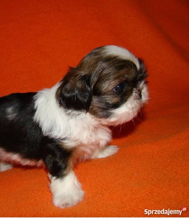 Shih Tzu Cudowny Piesek Maleńkich Rodzicach Dąbrowa Górnicza