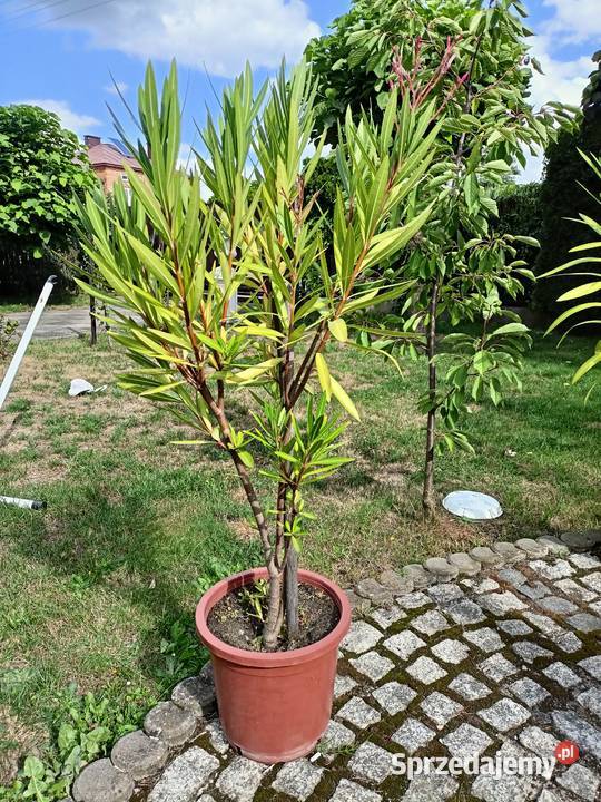 Oleander różne kolory Sokołów Małopolski