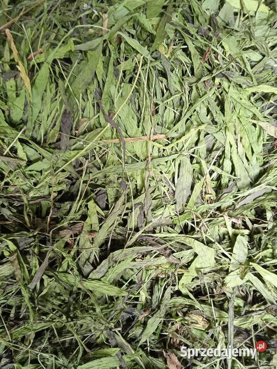 Nasiona babka lancetowata 2025 Pozostałe