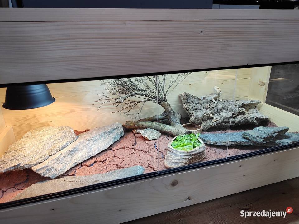 Terrarium drewniane agama brodata gekon wąż