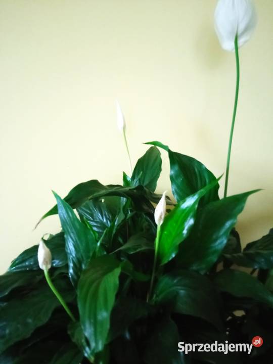 Oxalisy stale kwitnące fiołki i skrętniki Białystok